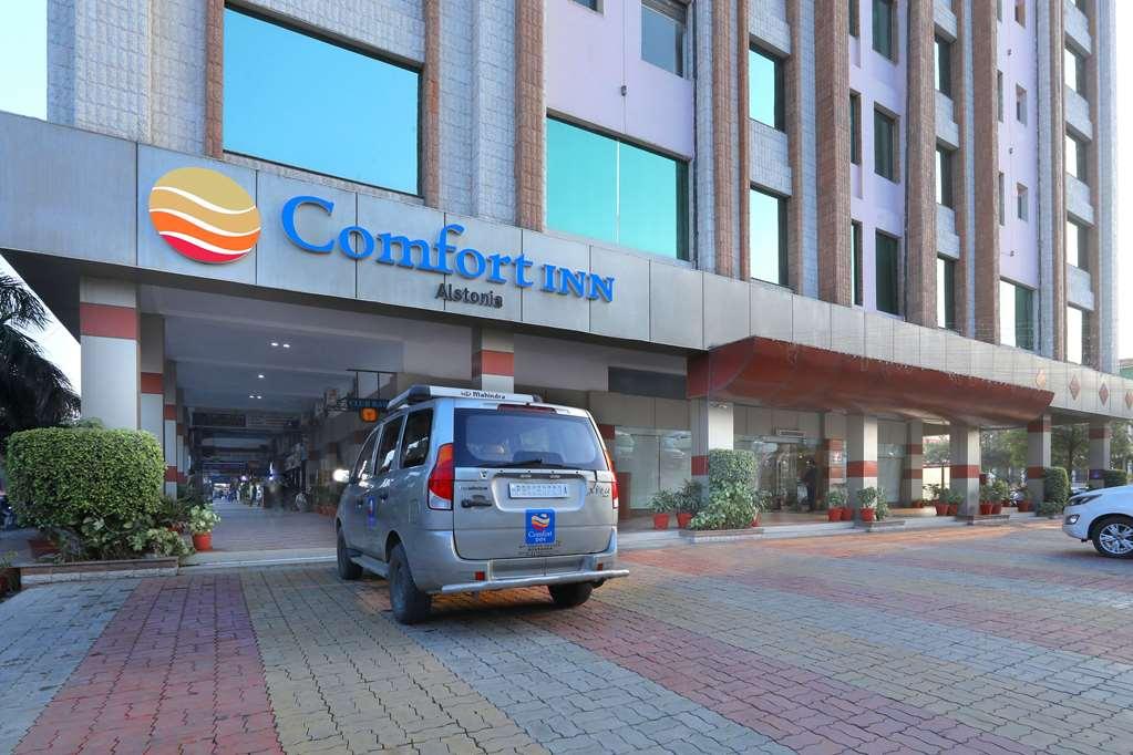 Comfort Alstonia