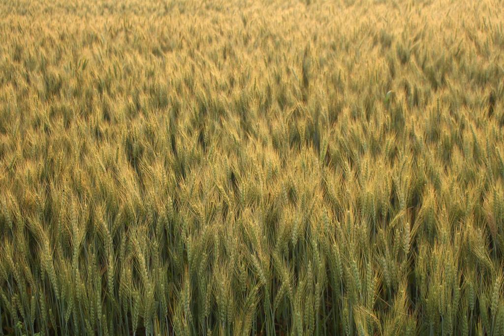 Farmers Amritsar